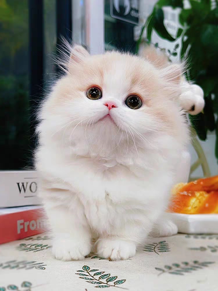 猫舍直销,批发价出售,长毛英短